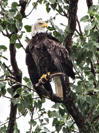 Eagle in the Rain - NHP146 Eagle in the Rain - NHP146